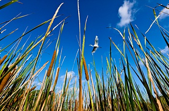 Great White Egret Flying