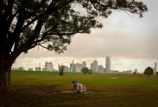 Bull Statue Trammell Crow Park