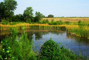 Emerging wetland pond, Trinity River Audubon Center