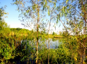 Honorable Mention Willows and Sprouts_River_Ponds_2010 Trinity River Photo Contest