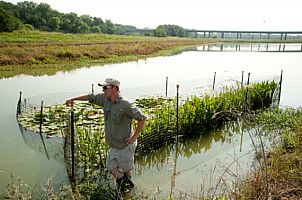 Protection cages for aquatic plants in the Lower Chain of Wetlands