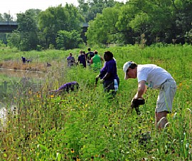 Volunteers Restoring Lower Chain of Wetlands